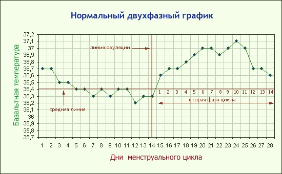 Базальная температура. Графики перед месячными, после овуляции, при беременности. Нормы, как измерить, таблица, календарь