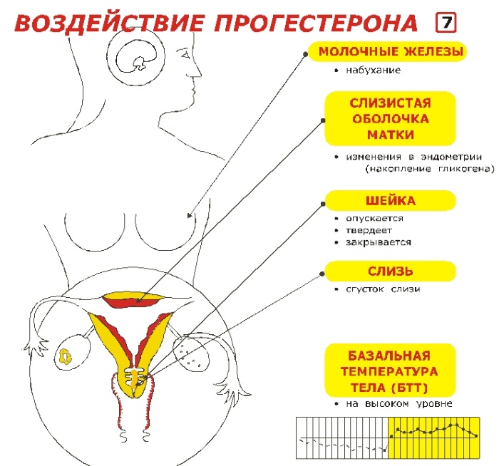 Базальная температура. Графики перед месячными, после овуляции, при беременности. Нормы, как измерить, таблица, календарь