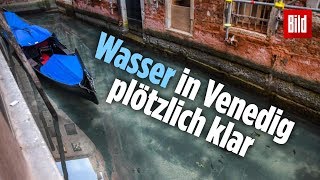 Positiver Effekt wegen Corona: Fische kehren in die Kanäle von Venedig zurück