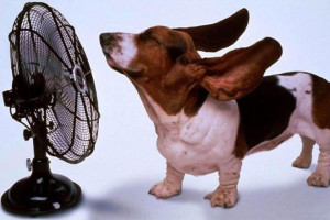 Вентилятор в помощь в жару