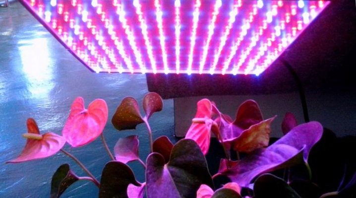 Ультрафиолетовые лампы для растений: особенности, виды и правила использования