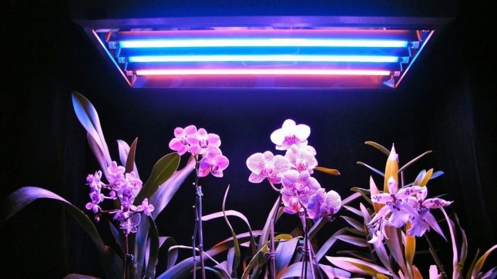 Ультрафиолетовые лампы для растений: особенности, виды и правила использования