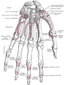 Wrist and hand deeper palmar dissection-numbers.svg